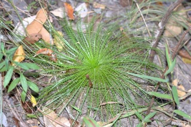 Others specials plants