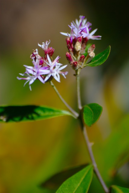 Plantas e arbustos com inflorescência de cor rosa ou roxa