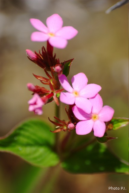 Plants with pink and purple bloom