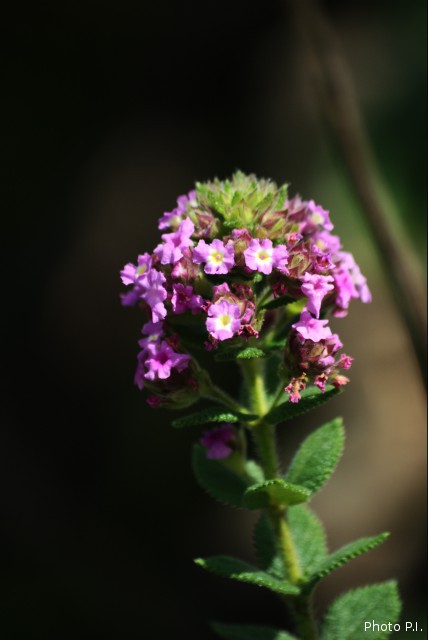 Plants with pink and purple bloom