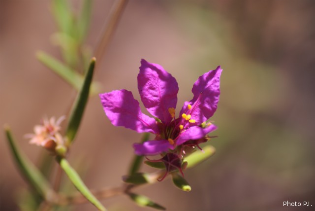 Plants with pink and purple bloom
