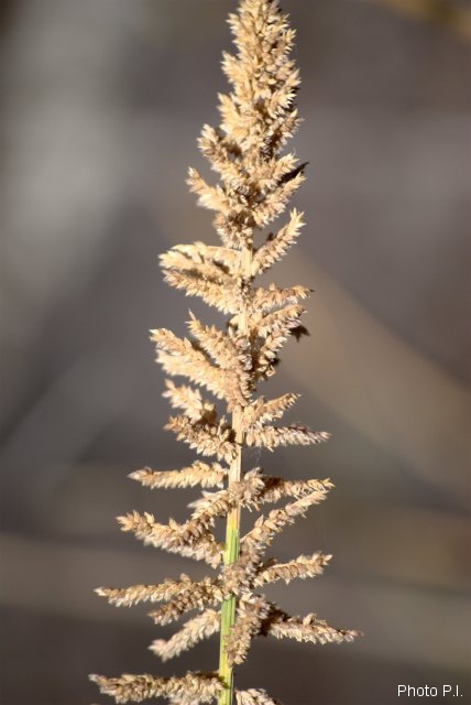 ALTFLGRASSY