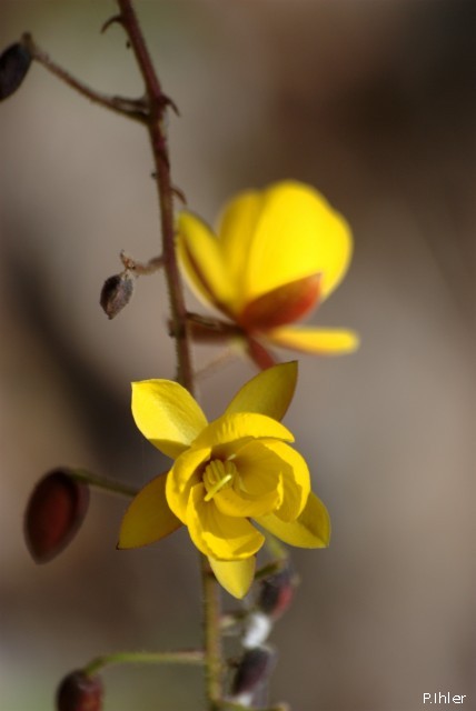 Plants with yellow and golden bloom