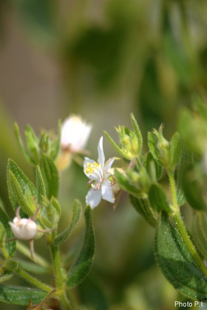 Plantas e arbustos com inflorescência de cor branca