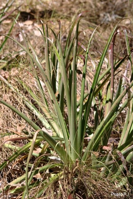 Bromeliads plants and similar