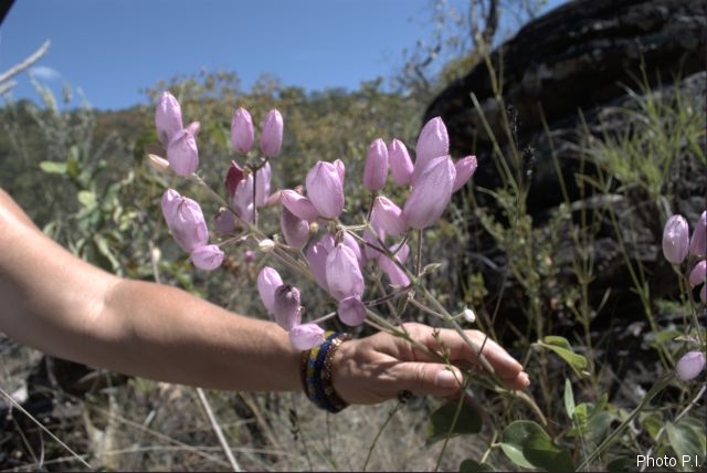 Plants with pink and purple bloom