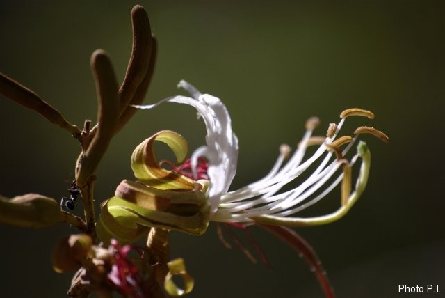 Plants with white bloom