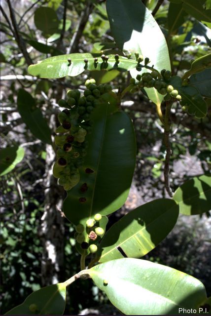 Illnesses and other scratches in Cerrado