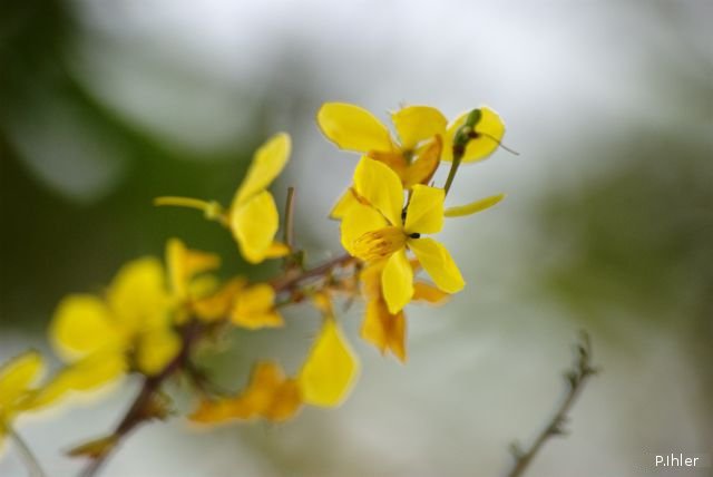 Plants with yellow and golden bloom