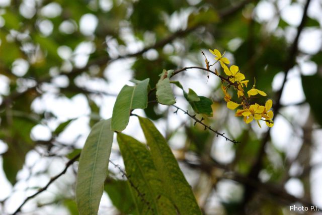 Plants with yellow and golden bloom