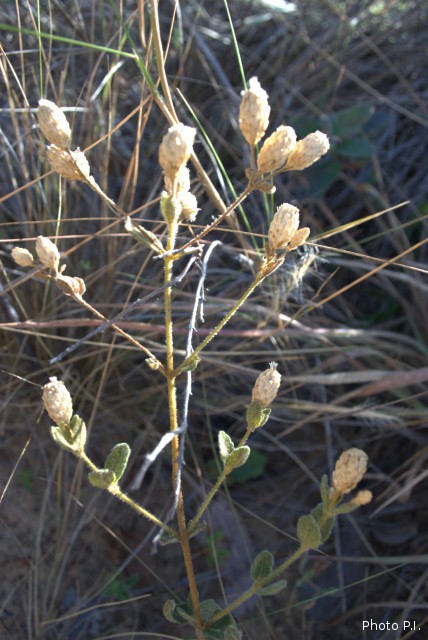 Plants with white bloom