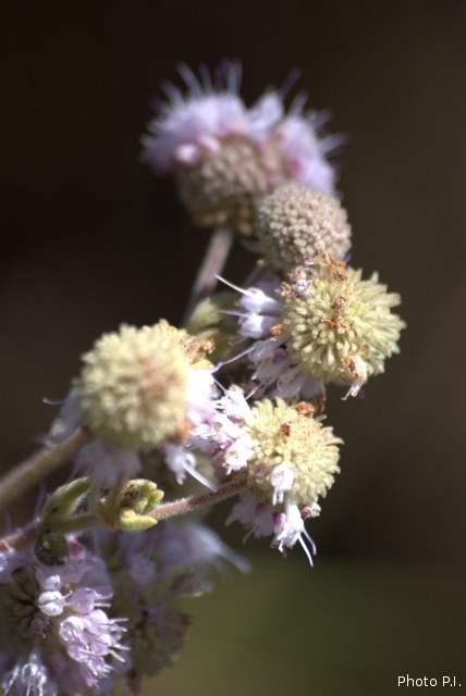 Plants with pink and purple bloom