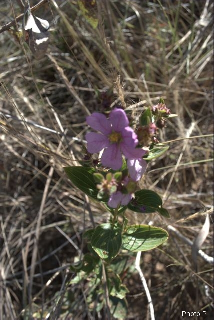 Plants with pink and purple bloom
