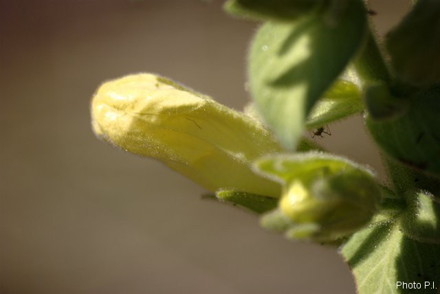 Plants with yellow and golden bloom