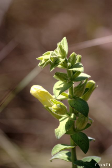Plants with yellow and golden bloom