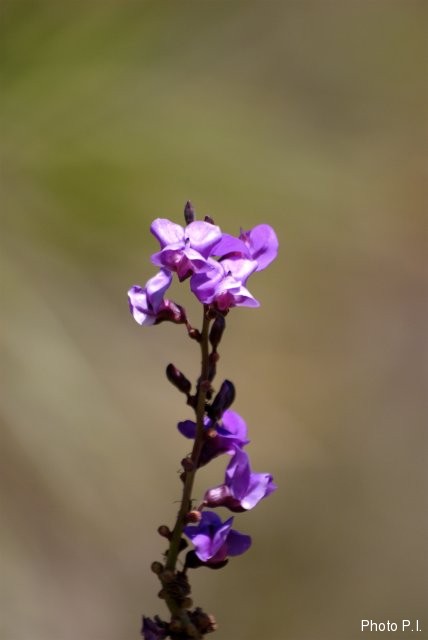 Plants with pink and purple bloom