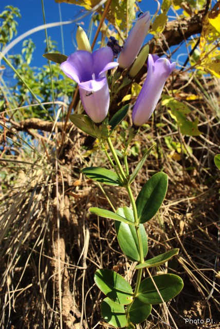 Plants with pink and purple bloom