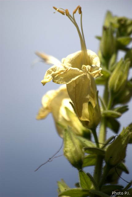 Plants with yellow and golden bloom