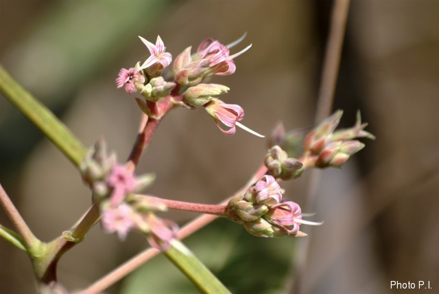 Plants with pink and purple bloom