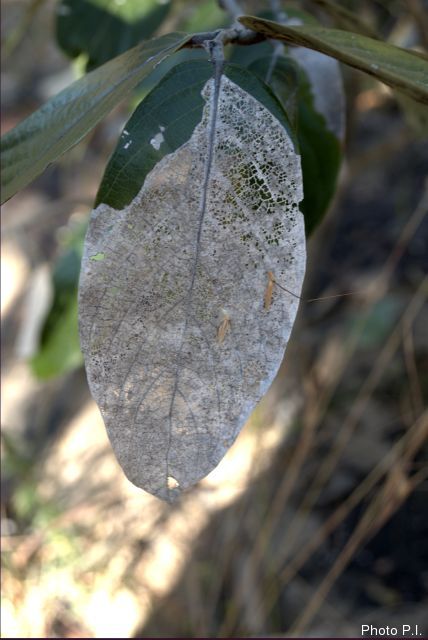 Illnesses and other scratches in Cerrado