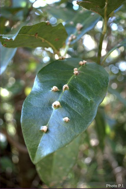 Illnesses and other scratches in Cerrado