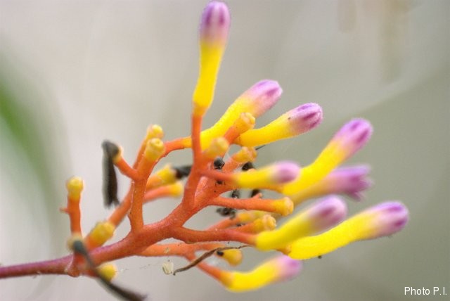 Plants with yellow and golden bloom