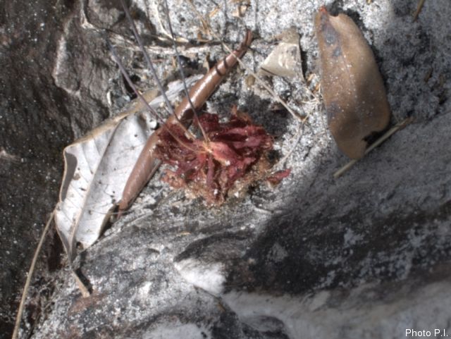 Carnivorous plants, ferns and others
