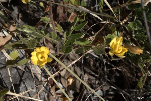 Plants with yellow and golden bloom