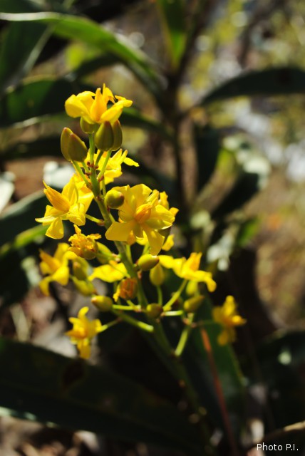 Plants with yellow and golden bloom