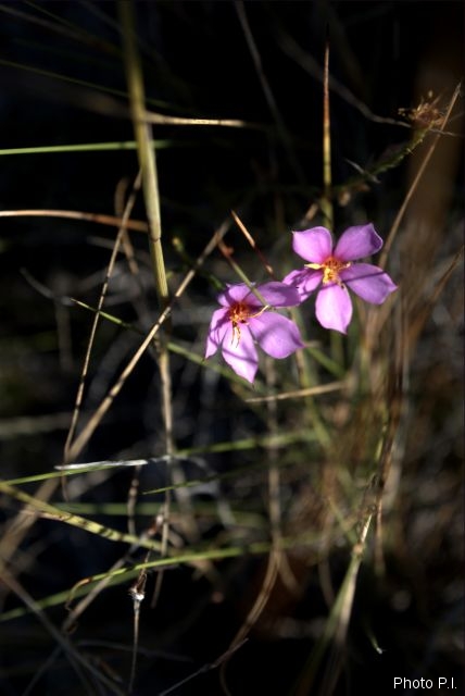 Plants with pink and purple bloom