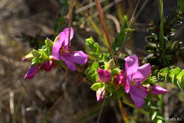 Plantas e arbustos com inflorescência de cor rosa ou roxa