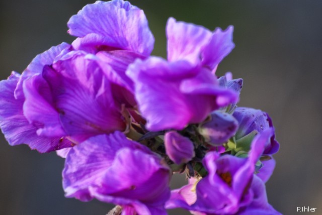 Plants with pink and purple bloom