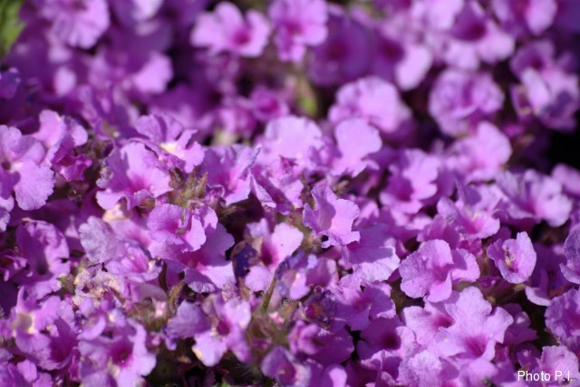 Plants with pink and purple bloom