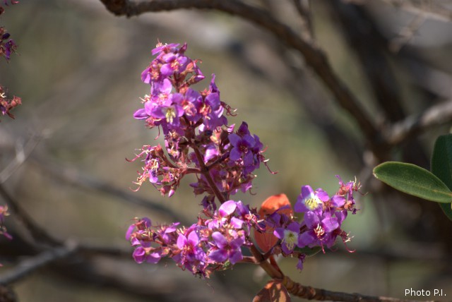 Plants with pink and purple bloom