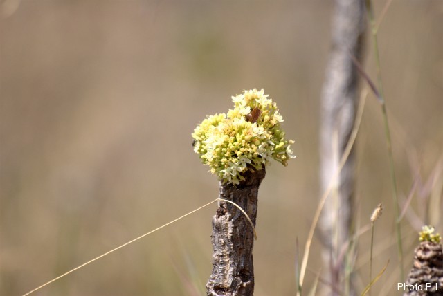 Other showing of vegetables