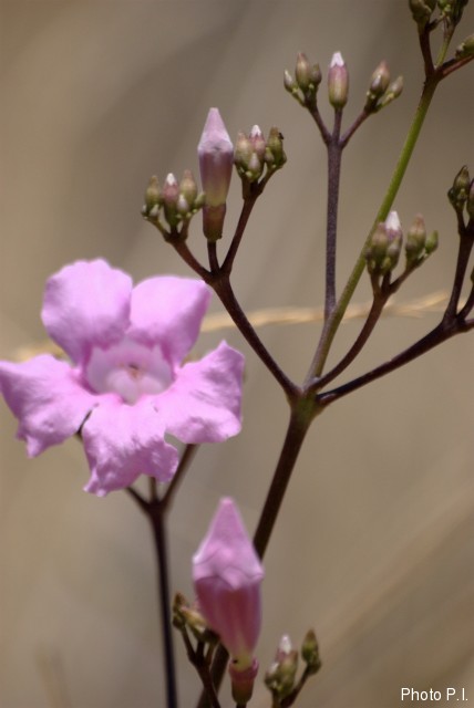 Plants with pink and purple bloom