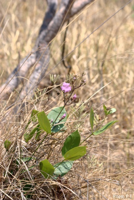 Plants with pink and purple bloom