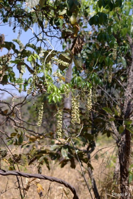 Plantas e arbustos com inflorescência de cor branca