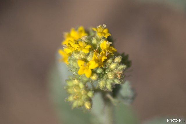 Plants with yellow and golden bloom