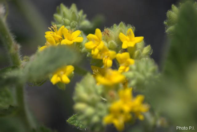 Plants with yellow and golden bloom
