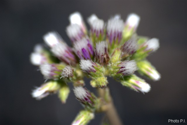 Plants with pink and purple bloom