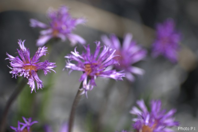Plants with pink and purple bloom