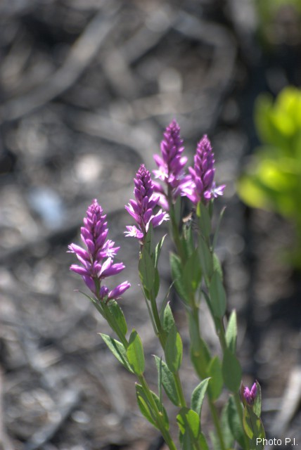 Plants with pink and purple bloom