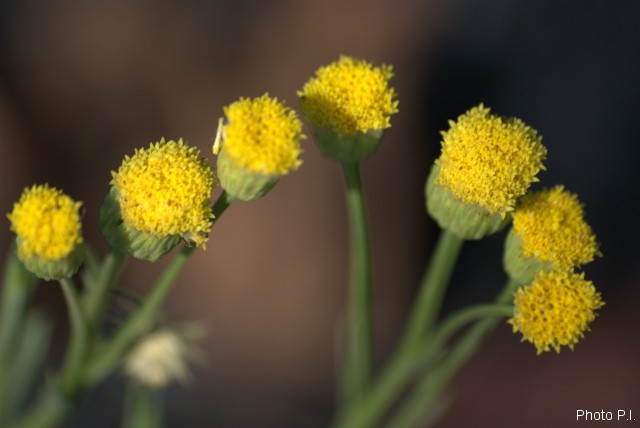 Plants with yellow and golden bloom
