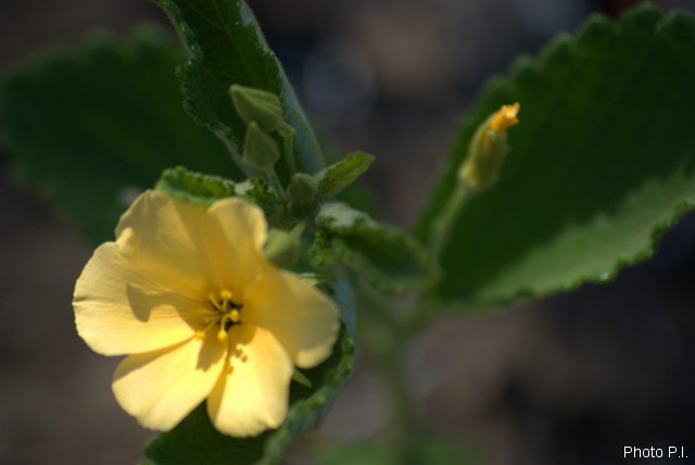 Plants with yellow and golden bloom