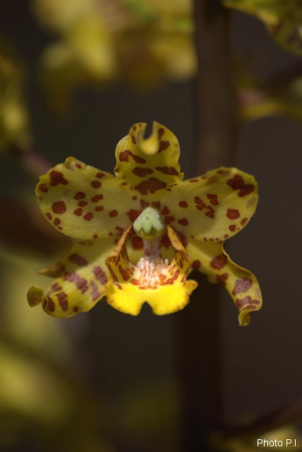 Orchids plants