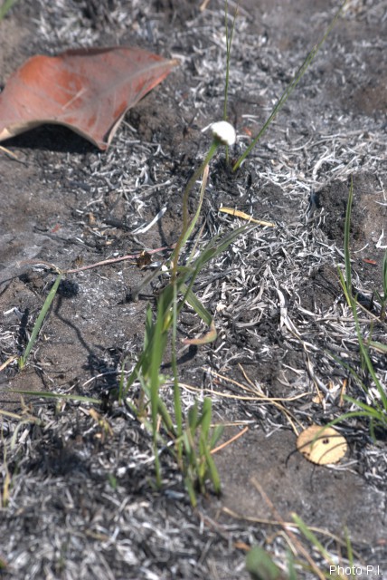 Plantas e arbustos com inflorescência de cor branca