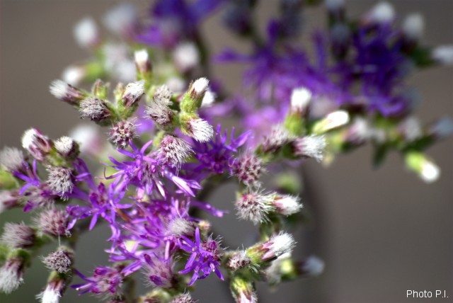 Plants with pink and purple bloom