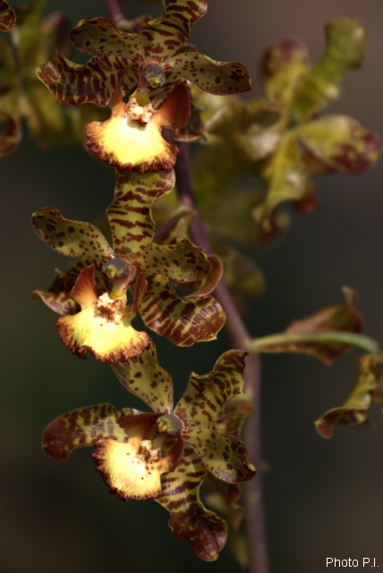 Orchids plants