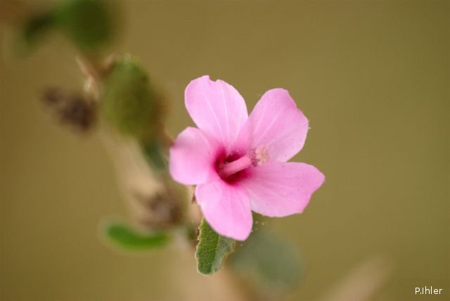 Plants with pink and purple bloom